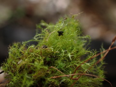 Leptobryum pyriforme