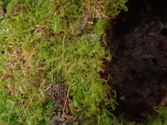 Leptobryum pyriforme