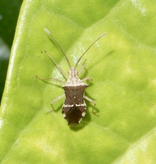 Cletomorpha benita