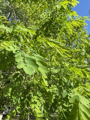 Robinia pseudoacacia