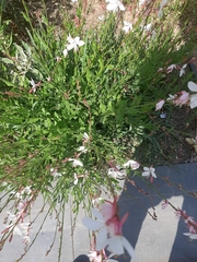 Oenothera lindheimeri