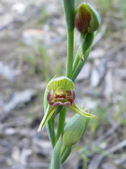 Calochilus imberbis