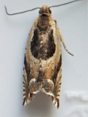 Ancylis metamelana