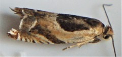 Ancylis metamelana