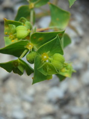 Euphorbia taurinensis