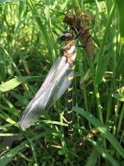 Anotogaster sieboldii