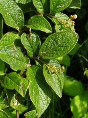 Cotoneaster bullatus