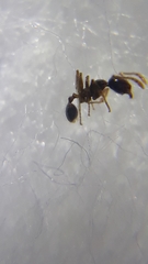 Pheidole megacephala