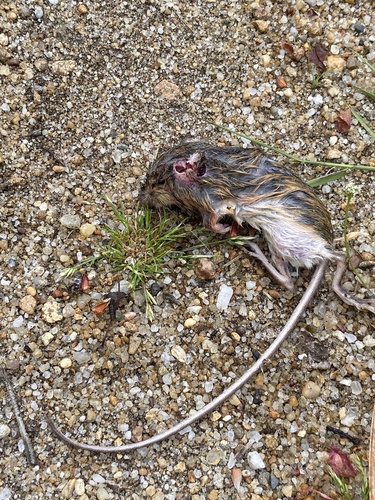 Meadow Jumping Mouse
