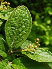 Cotoneaster bullatus