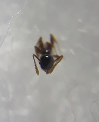 Pheidole megacephala