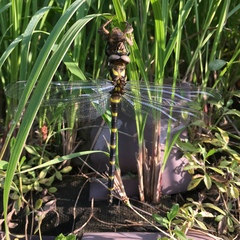 Anotogaster sieboldii