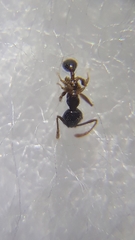 Pheidole megacephala
