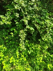 Cotoneaster bullatus