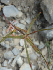 Euphorbia taurinensis