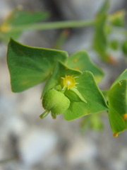 Euphorbia taurinensis