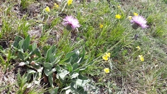 Klasea nudicaulis