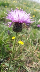 Klasea nudicaulis