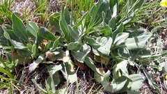 Klasea nudicaulis