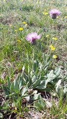 Klasea nudicaulis