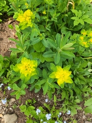 Euphorbia epithymoides