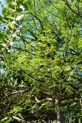 Vachellia karroo