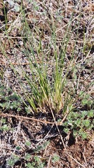 Stipa krylovii