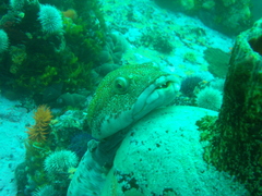 Chorisochismus dentex