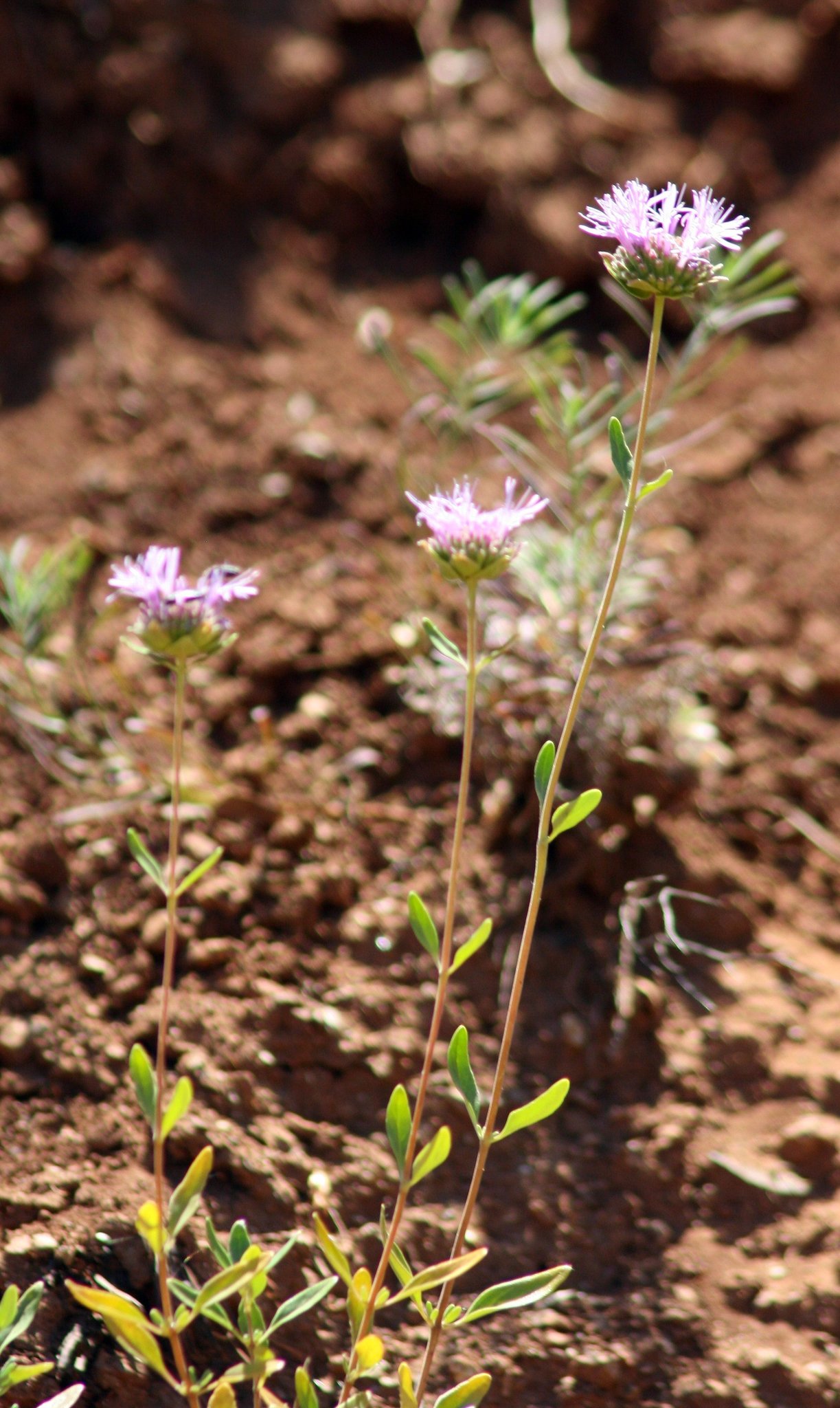 Monardella viridis