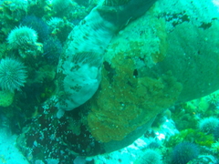 Chorisochismus dentex