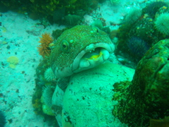 Chorisochismus dentex