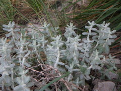 Teucrium aureum