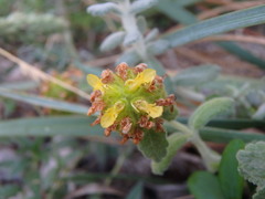 Teucrium aureum