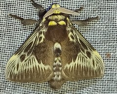 Megalopyge albicollis superba