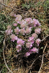 Armeria caespitosa