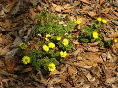 Adonis amurensis