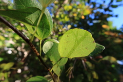 Bauhinia bowkeri