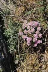Armeria caespitosa