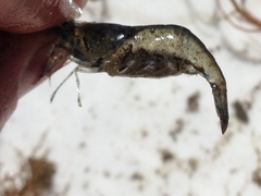 Palaemon macrodactylus