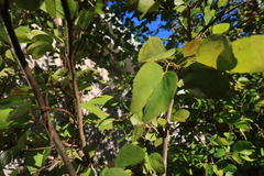 Bauhinia bowkeri