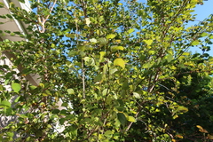 Bauhinia bowkeri