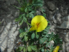 Ononis minutissima