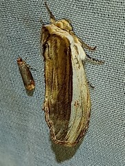 Truncaptera truncata