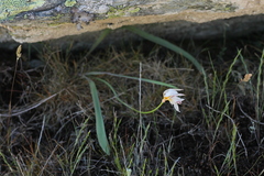Tulipa sylvestris