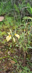 Moraea thomasiae