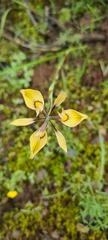 Moraea thomasiae