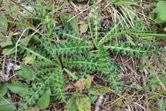 Cirsium acaule