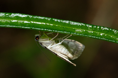 Pycnarmon meritalis