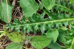 Cirsium acaule