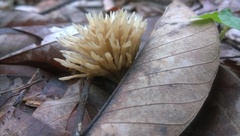 Tremellodendropsidales